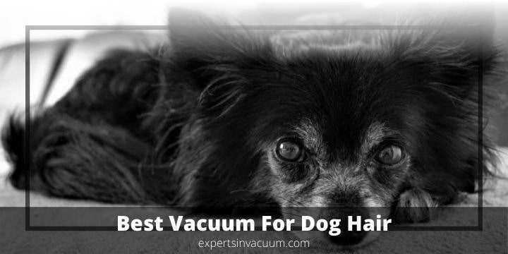 Best Vacuum For Dog Hair 2020 & 2021 Reddit