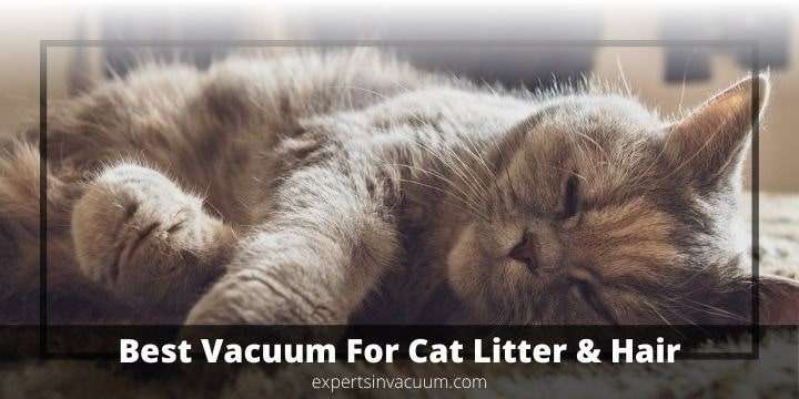 Best Vacuum for Cat Litter and Hair Reddit