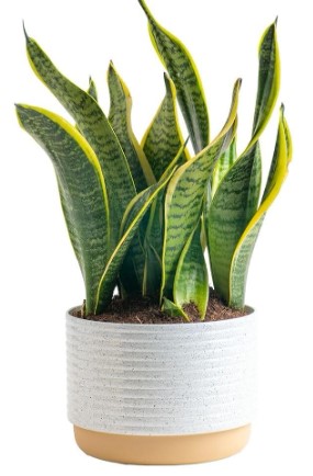 Costa Farms Snake, Sansevieria White-Natural Decor Planter Live Indoor Plant, 12-Inch Tall, Grower's Choice, Green, Yellow