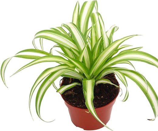 California Tropicals Variegated Spider Plant - Real Live Tropical Houseplant, Perfect for Indoor/Outdoor Home and Office Decoration, Easy Care, Perfect for Pots, Baskets or Patio - 4 Inch