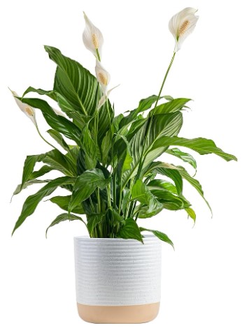 Costa Farms Peace Lily Live Plant, Indoor Houseplant with White Flowers, Room Air Purifier in Modern Decor Pot, Potted in Potting Soil Mix, Birthday, Housewarming, Home Decor, 2-3 Feet Tall