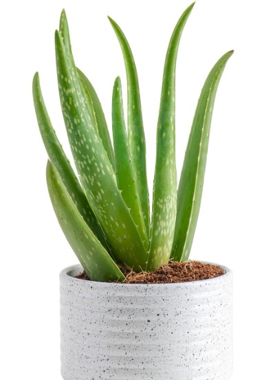 Costa Farms Aloe Vera, Live Succulent Plant, Easy Care Indoor Houseplant in Modern Décor Planter, Room Air Purifier, Tabletop, Office, Desk or Home Décor, Birthday, Gardening Gift, 10-12 Inches Tall