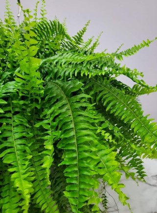 Live Boston Fern Hanging Basket Plant - 10" Basket - Overall Spread 25" to 30" - Tropical Plants of Florida (Plant Only)