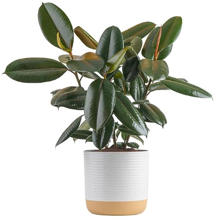 Costa Farms Burgundy Rubber Plant, Live Indoor Ficus Elastica Tree, Live Indoors Houseplant in Décor Planter Pot, Potting Soil Mix, Gift for Housewarming New House, Home or Office Decor, 2-3 Feet Tall