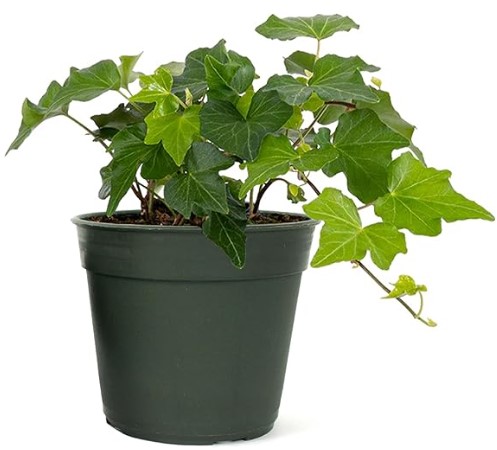 American Plant Exchange English Ivy Green, Vining Houseplant, Small 4-Inch Pot, Live Indoor Plant, Fast Growing, Low Maintenance, Versatile Home & Garden Décor