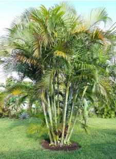 FIVE Outdoor Live Plants- Starter Areca Palms - Grows to 20-30 ft in Height Indoor Outdoor Plant- Strong Young Small Plants