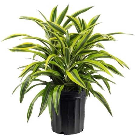 AMERICAN PLANT EXCHANGE Dracaena Lemon Lime Live Plant Indoor/Outdoor Air Purifier, 3 Gallon