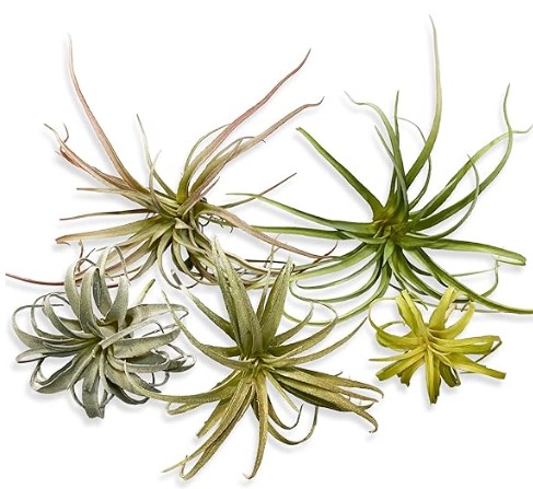 Large Green Real Touch Faux Air Plants, Lifelike Fake Tillandsia Pick, Artificial Air Plants for DIY Garden Wedding Home Decor — No Care Needed 5 pcs